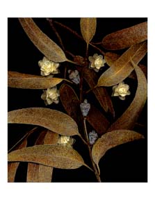 eucalyptusbegonias.jpg